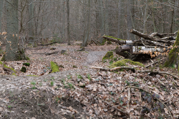 Ein Schotterweg in einem waldigen Gebiet, das mit abgefallenen Blättern bedeckt ist und von Baumstämmen auf der rechten Seite und dichten Bäumen im Hintergrund begrenzt wird.