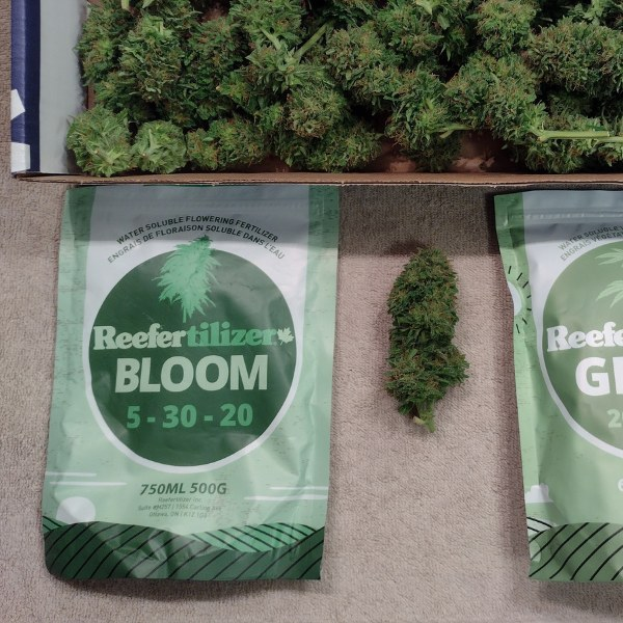 Zwei Packungen Reefertilizer Bloom 5-30-20 Cannabissamen und eine Box Cannabisblüten auf einem Tisch.