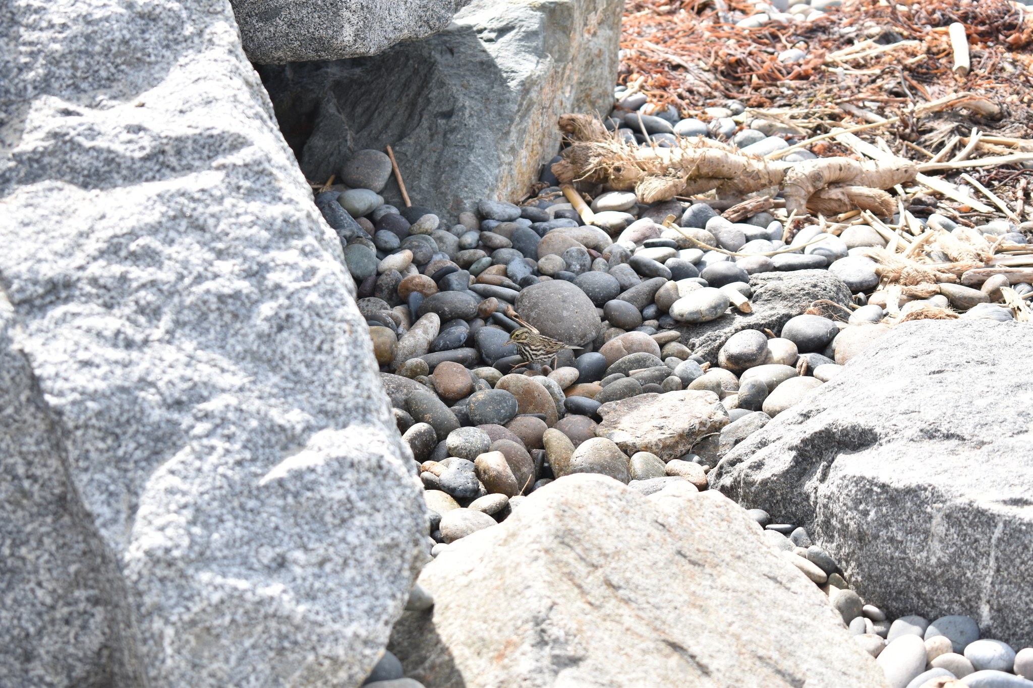 Ein steiniger Strand mit verstreuten Steinen und Kieseln, der eine kleine Eidechse auf einem Stein zeigt, und trockene Blätter und Zweige im Hintergrund.