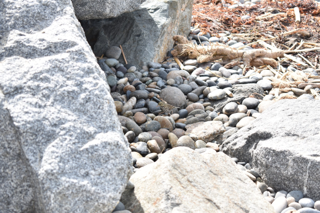 Ein steiniger Strand mit verstreuten Steinen und Kieseln, der eine kleine Eidechse auf einem Stein zeigt, und trockene Blätter und Zweige im Hintergrund.