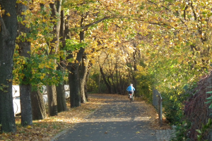 Eine Person fährt mit dem Fahrrad einen von Bäumen gesäumten Weg mit trockenen Blättern am Boden und einem Zaun auf der rechten Seite entlang.