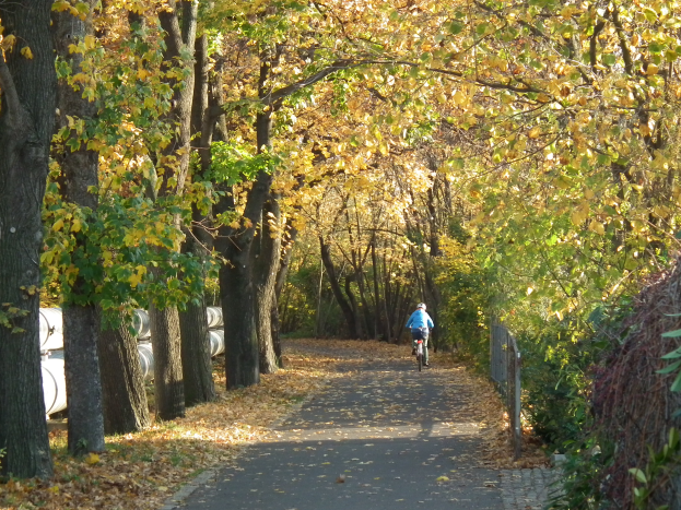 Eine Person fährt mit dem Fahrrad einen von Bäumen gesäumten Weg mit trockenen Blättern am Boden und einem Zaun auf der rechten Seite entlang.