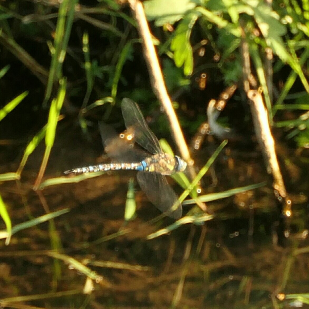 Eine Libelle im Flug über einen Gewässer mit grünen Pflanzen im Hintergrund.