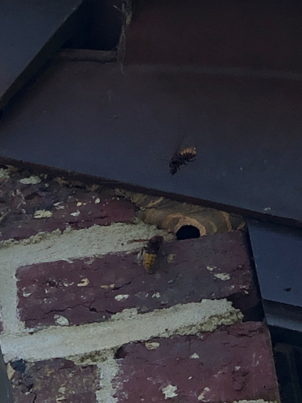 Zwei Honigbienen, die in der Nähe eines Wespennestes fliegen, das an einer Backsteinwand befestigt ist.