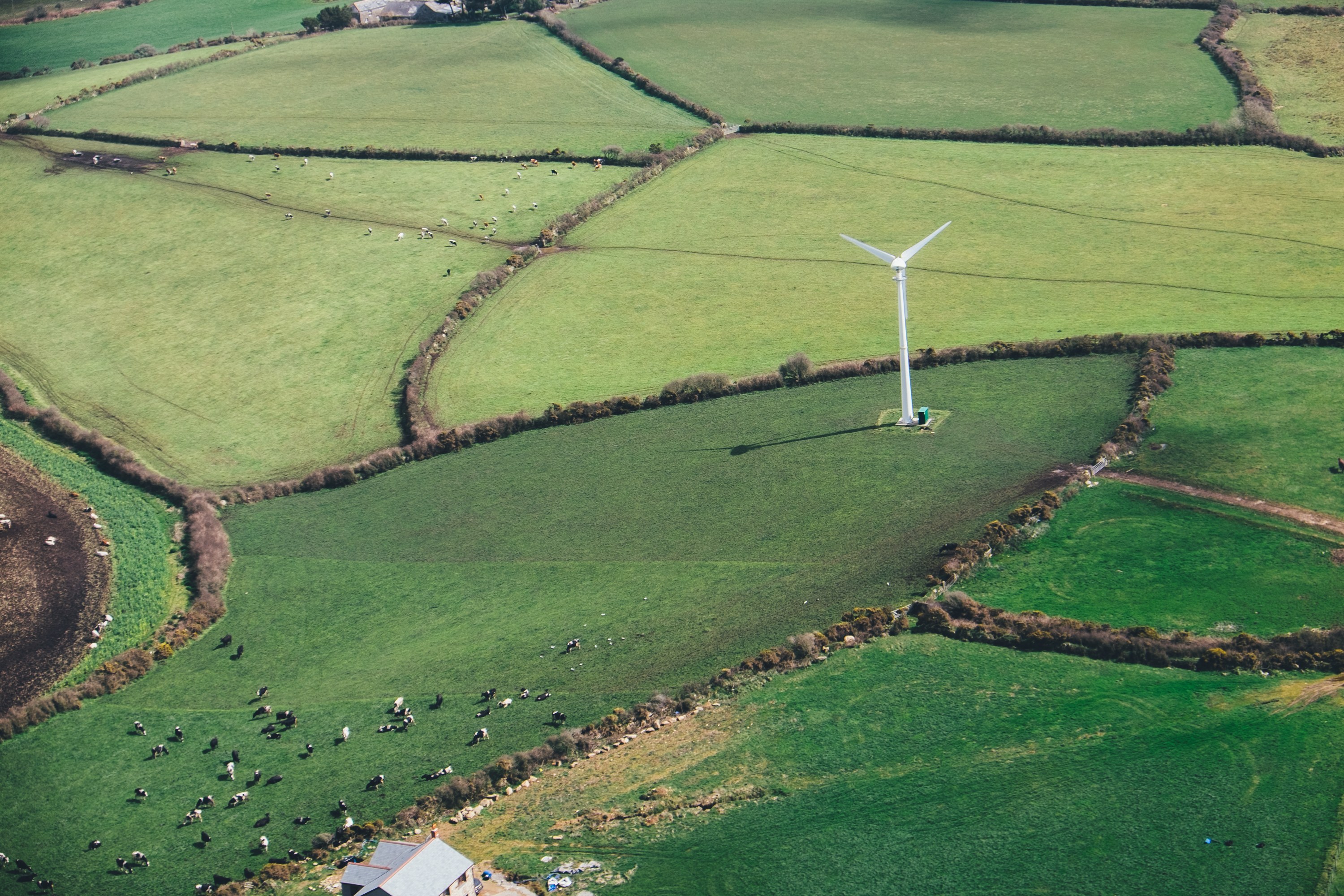 Luftaufnahme einer einzelnen Windturbine in einem grünen Feld mit Bäumen, Häusern und Tieren im Hintergrund, die sich in Irland befindet.