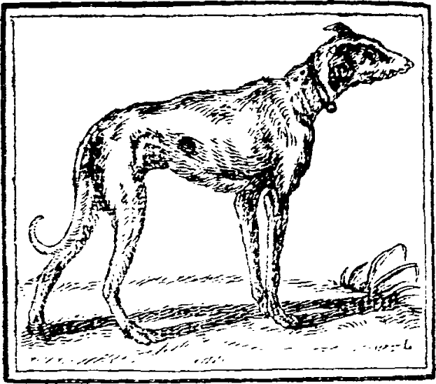 Eine Schwarz-Weiß-Zeichnung eines Windhunds, der auf dem Boden steht und einen Gürtel um den Hals trägt, mit Text am unteren Bildrand.