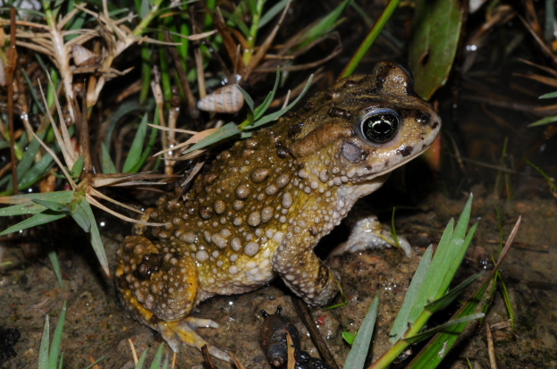 Ein Wasserfrosch sitzt auf staubiger Erde neben Pflanzen, mit einem Wasserzeichen im oberen linken Eck.