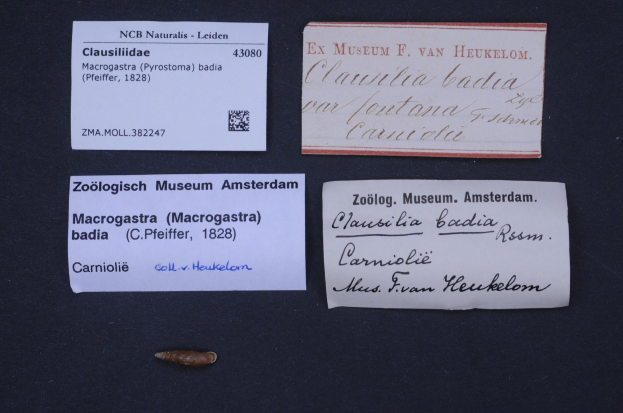 Drei Visitenkarten vom Zoologisch Museum in Amsterdam auf einem Tisch.