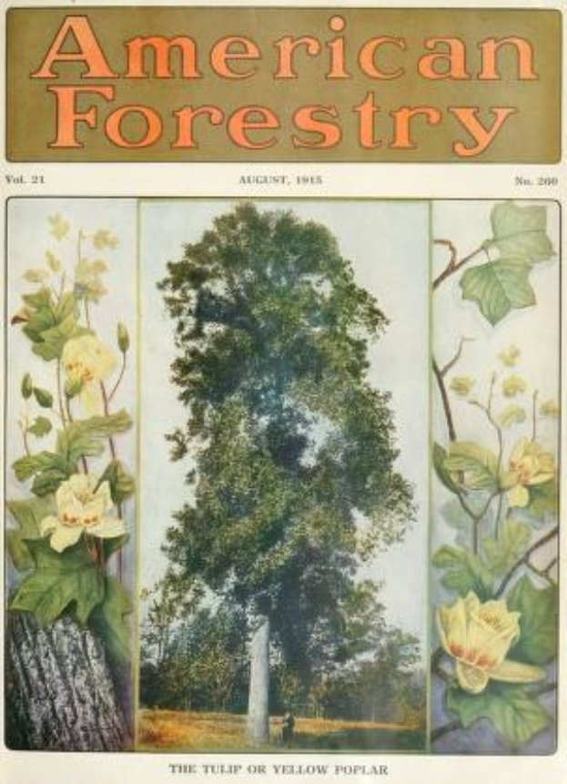 Ein Buchumschlag mit dem Titel "American Forestry Magazine, August 1915" mit leuchtenden Illustrationen von Bäumen, Blumen und Laub.