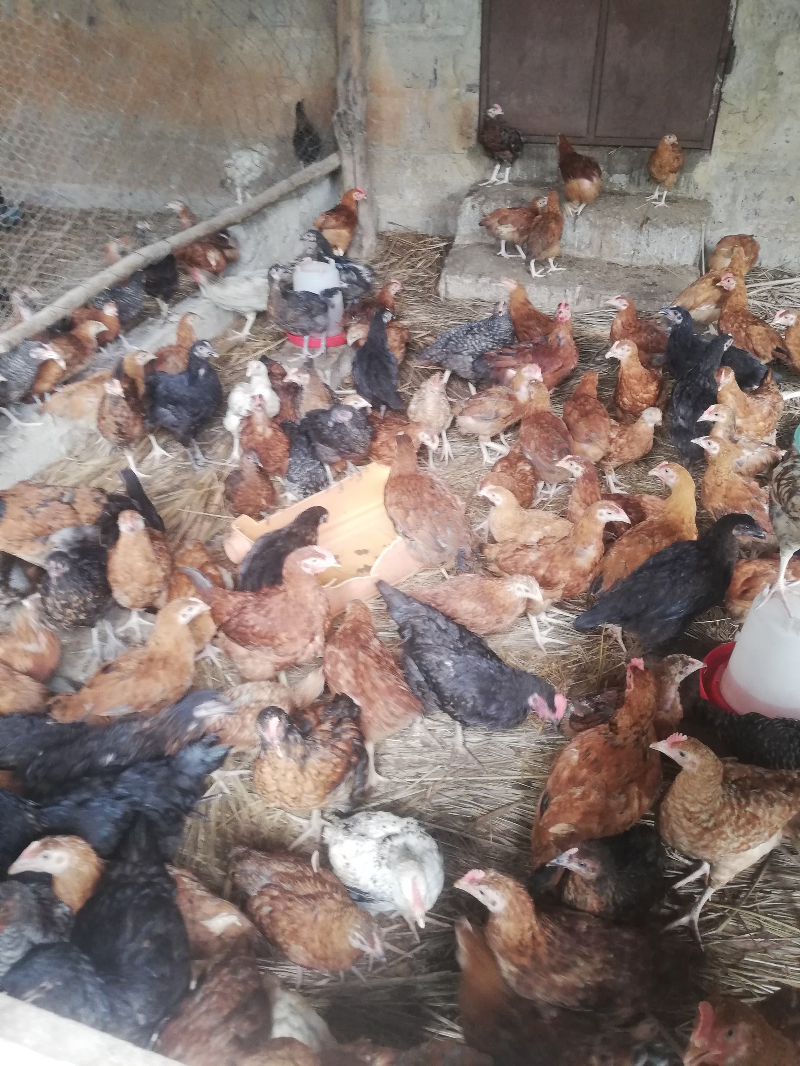 Große Gruppe von Hühnern in einem Maschendrahtzaun mit einer Wand und einer Tür im Hintergrund, einschließlich eines Eimers mit Hühnern auf der rechten Seite.