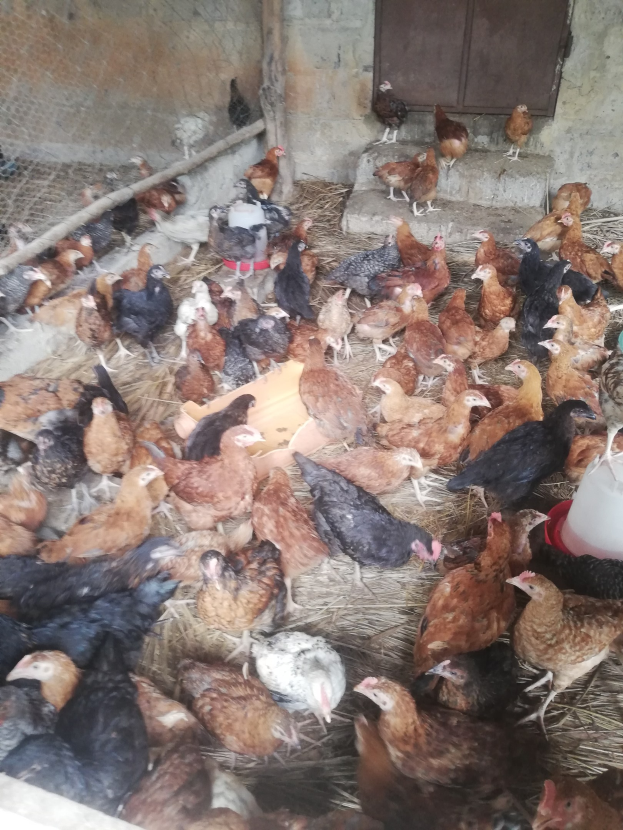 Große Gruppe von Hühnern in einem Maschendrahtzaun mit einer Wand und einer Tür im Hintergrund, einschließlich eines Eimers mit Hühnern auf der rechten Seite.