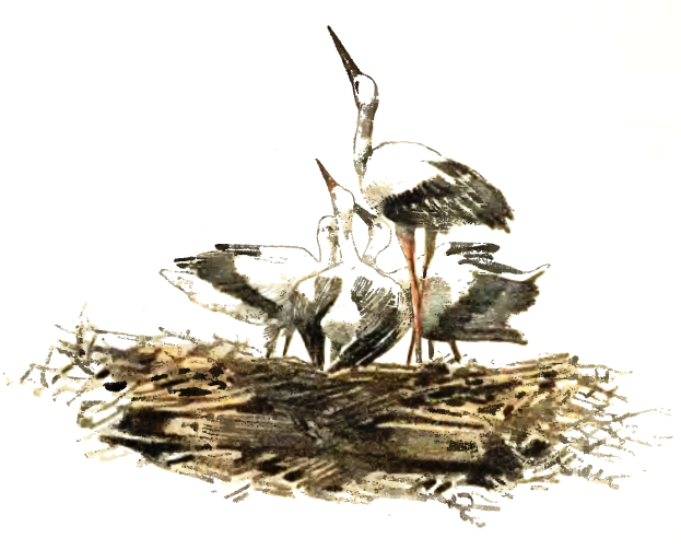 Ein detailliertes Gemälde von zwei Störchen, die auf einem Nest aus Zweigen und Gras stehen, vor einem weißen Hintergrund.